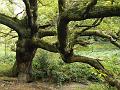Ancient tree, Hampstead Heath P1140649